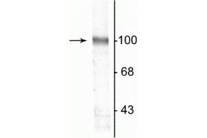 Western blot of a rat hippocampal lysate showing the specific immunolabeling of the ~100 kDa GluR2 protein. (GRIA2 anticorps)