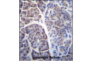 COPS7A Antibody (C-term) (ABIN656737 and ABIN2845961) immunohistochemistry analysis in formalin fixed and paraffin embedded human pancreas tissue followed by peroxidase conjugation of the secondary antibody and DAB staining. (COPS7A anticorps  (C-Term))