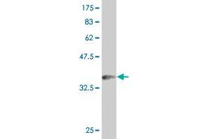 Western Blot detection against Immunogen (36.
