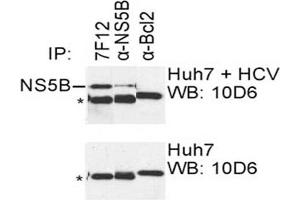 IP was carried out with NS5B specific mAb 7F12 using the lysates of Huh7 cells harboring selectable subgenomic HCV RNA replicon (upper panel) or plain Huh7 cells (lower panel). (HCV 1b NS5B anticorps  (AA 77-86))