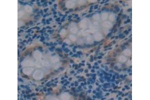 Figure. (CLCA1 anticorps  (AA 416-670))