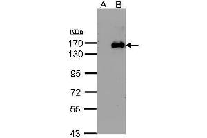 WB Image Western Blot analysis of BRPF1 expression in transfected 293T cell line by BRPF1 polyclonal antibody. (BRPF1 anticorps  (N-Term))
