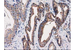 Image no. 3 for anti-Protein Kinase C and Casein Kinase Substrate in Neurons 3 (PACSIN3) antibody (ABIN1500007) (PACSIN3 anticorps)