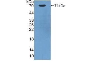 Detection of Recombinant HSPA1A, Human using Polyclonal Antibody to Heat Shock 70 kDa Protein 1A (HSPA1A) (HSP70 1A anticorps  (AA 1-641))
