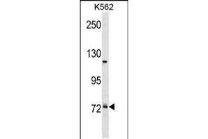 Western blot analysis in K562 cell line lysates (35ug/lane). (PRPF39 anticorps  (C-Term))