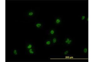 Immunofluorescence of monoclonal antibody to GATA2 on HeLa cell. (GATA2 anticorps  (AA 1-102))