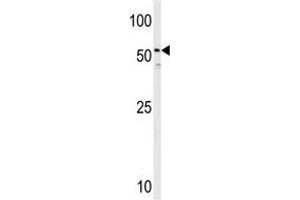 Image no. 1 for anti-Histamine Receptor H3 (HRH3) (C-Term) antibody (ABIN357168)