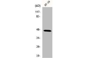 Western Blot analysis of COS7 cells using IPMK Polyclonal Antibody (IPMK anticorps  (C-Term))