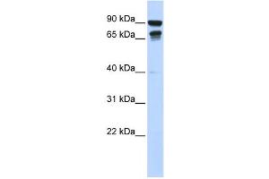 Western Blotting (WB) image for anti-Male-Specific Lethal 3 Homolog (MSL3) antibody (ABIN2458439) (MSL3 anticorps)