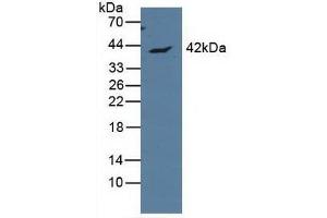 Western blot analysis of Human MCF7 Cells. (APOL1 anticorps  (AA 1-238))