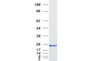 Validation with Western Blot