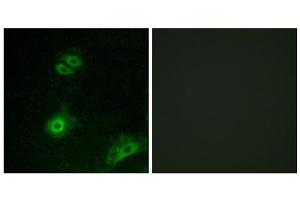 Immunofluorescence analysis of A549 cells, using OR4A16 antibody. (OR4A16 anticorps  (C-Term))