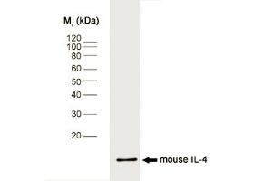 Western blot analysis of mouse IL-4 recombinant protein probed with RAT ANTI MOUSE INTERLEUKIN-4 (ABIN118404) followed by F(ab')2 RABBIT ANTI RAT IgG:HRP (IL-4 anticorps)