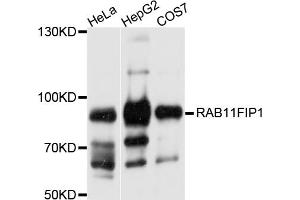 Western blot analysis of extracts of various cell lines, using RAB11FIP1 antibody. (RAB11FIP1 anticorps)