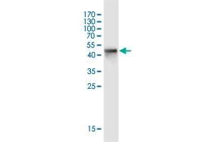 Western Blot detection against Immunogen (51.