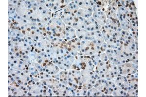 Immunohistochemical staining of paraffin-embedded Human Kidney tissue using anti-PFN1 mouse monoclonal antibody.