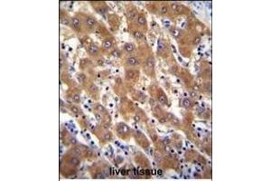 IRGM Antibody (C-term) (ABIN655080 and ABIN2844712) immunohistochemistry analysis in formalin fixed and paraffin embedded human liver tissue followed by peroxidase conjugation of the secondary antibody and DAB staining. (IRGM anticorps  (C-Term))