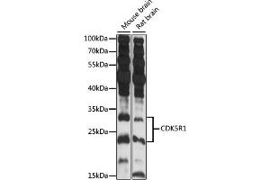 Western blot analysis of extracts of various cell lines, using CDK5R1 antibody (ABIN7266592) at 1:3000 dilution. (CDK5R1 anticorps  (AA 99-307))