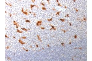 Formalin-fixed, paraffin-embedded human Tonsil stained with CD68 Mouse Monoclonal Antibody (LAMP4/1830). (CD68 anticorps  (AA 150-301))