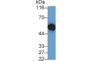 Detection of MYC in HL60 cell lysate using Polyclonal Antibody to V-Myc Myelocytomatosis Viral Oncogene Homolog (MYC)