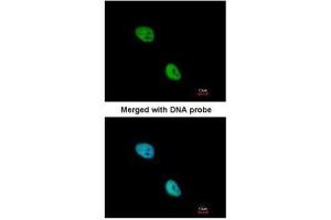 ICC/IF Image Immunofluorescence analysis of paraformaldehyde-fixed HeLa, using NKX2-5, antibody at 1:200 dilution.