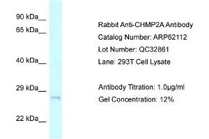 Western Blotting (WB) image for anti-Charged Multivesicular Body Protein 2A (CHMP2A) (C-Term) antibody (ABIN970394) (CHMP2A anticorps  (C-Term))