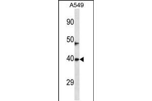 Western blot analysis in A549 cell line lysates (35ug/lane). (NEURL3 anticorps  (C-Term))