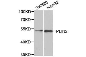 Western blot analysis of extracts of various cell lines, using PLIN2 antibody. (ADRP anticorps  (AA 168-437))