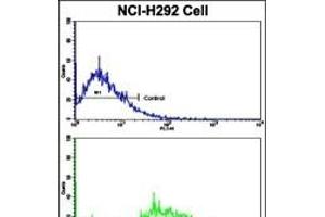 Flow cytometric analysis of NCI- cells using Cyclin E1 Antibody (C-term)(bottom histogram) compared to a negative control cell (top histogram).