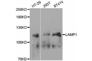 Western blot analysis of extracts of various cell lines, using LAMP1 antibody. (LAMP1 anticorps  (AA 80-280))
