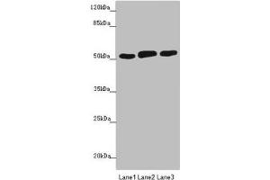 Western blot All lanes: CRBN antibody at 4. (CRBN anticorps  (AA 1-280))
