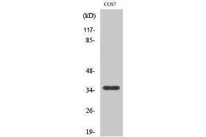 Western Blotting (WB) image for anti-Olfactory Receptor, Family 10, Subfamily S, Member 1 (OR10S1) (Internal Region) antibody (ABIN3176474) (OR10S1 anticorps  (Internal Region))