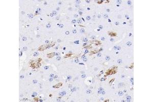 Immunohistochemistry analysis of paraffin-embedded mouse brain using,CHL1 (ABIN7073418) at dilution of 1: 400 (CHL1 anticorps)