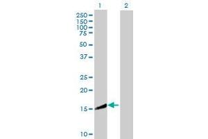 Western Blot analysis of CRYZL1 expression in transfected 293T cell line by CRYZL1 MaxPab polyclonal antibody.