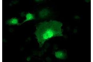Anti-ADH1B mouse monoclonal antibody (ABIN2454479) immunofluorescent staining of COS7 cells transiently transfected by pCMV6-ENTRY ADH1B (RC205391). (ADH1B anticorps)