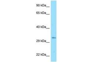 Image no. 1 for anti-DnaJ (Hsp40) Homolog, Subfamily C , Member 25 (DNAJC25) (AA 173-222) antibody (ABIN6748264) (DNAJC25 anticorps  (AA 173-222))