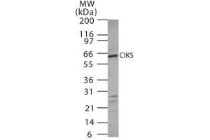 Image no. 1 for anti-TRAF3 Interacting Protein 2 (TRAF3IP2) (AA 225-241) antibody (ABIN208280) (TRAF3IP2 anticorps  (AA 225-241))