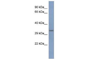 WB Suggested Anti-PCBP3 Antibody Titration:  0. (PCBP3 anticorps  (Middle Region))