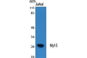 Western Blot (WB) analysis of specific cells using Myf-5 Polyclonal Antibody.
