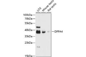 Western blot analysis of extracts of various cell lines, using DPP antibody (ABIN6127776, ABIN6139802, ABIN6139804 and ABIN6217823) at 1:3000 dilution. (DPPA4 anticorps  (AA 15-304))