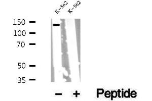 Western blot analysis of extracts of K-562 cells, using PER2 antibody.