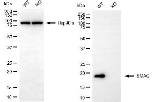 Western blotting analysis using SMAC antibody (ABIN7800283).