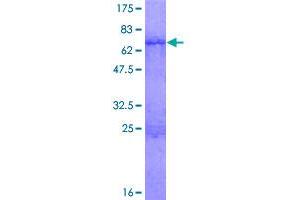 Image no. 1 for ISL LIM Homeobox 2 (ISL2) (AA 1-359) protein (GST tag) (ABIN1308140)