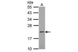 Image no. 1 for anti-Mitochondrial Ribosomal Protein L21 (MRPL21) (AA 20-205) antibody (ABIN1499559) (MRPL21 anticorps  (AA 20-205))