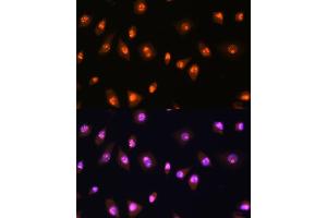 Immunofluorescence analysis of L929 cells using LYAR Rabbit pAb  at dilution of 1:100.