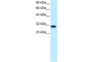 Western Blotting (WB) image for anti-D Site of Albumin Promoter (Albumin D-Box) Binding Protein (DBP) antibody (ABIN2460392) (DBP anticorps)