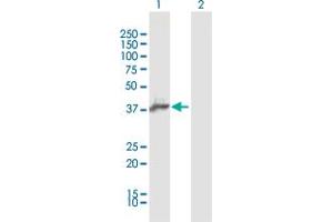 Western Blot analysis of AIM2 expression in transfected 293T cell line by AIM2 MaxPab polyclonal antibody.