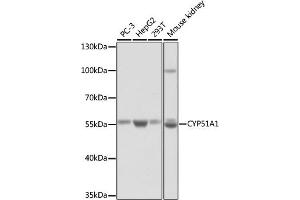 Western blot analysis of extracts of various cell lines, using CYP51 antibody (3485) at 1:1000 dilution. (CYP51A1 anticorps  (AA 210-509))
