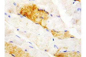 Immunohistochemical staining of paraffin-embedded rat skeletal muscle tissue section with CA3 polyclonal antibody . (CA3 anticorps  (N-Term))