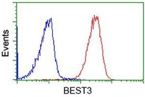Image no. 2 for anti-Bestrophin 3 (BEST3) antibody (ABIN1501731) (Bestrophin 3 anticorps)